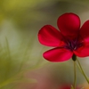 sunSong2294