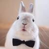 moobbit