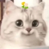 愤怒得小猫