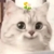 愤怒得小猫