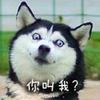 黑鱼