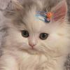 2***@qq.com