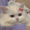 李要慢慢来