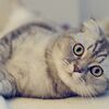 tabzcloud