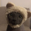 一一唧是萌猫咪