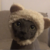 一一唧是萌猫咪