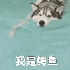 哈里一路亚