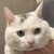 土猫怎么了