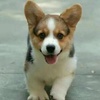 犯困的炮儿